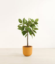 Load image into Gallery viewer, Sunset Orange*****Profile