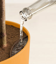 Load image into Gallery viewer, Sunset Orange