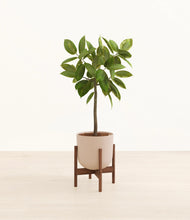 Load image into Gallery viewer, Sandy Pink stand:walnut