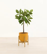 Load image into Gallery viewer, Sunset Orange stand:bamboo