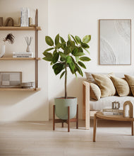 Load image into Gallery viewer, Sage Green stand:walnut