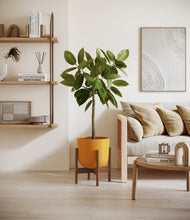 Load image into Gallery viewer, Sunset Orange stand:walnut