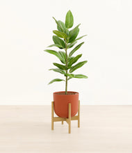 Load image into Gallery viewer, Earth Red stand:bamboo