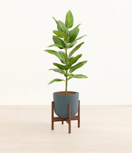 Load image into Gallery viewer, Iron Gray stand:walnut