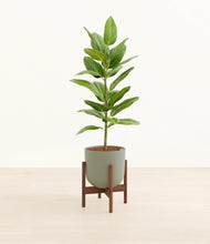 Load image into Gallery viewer, Sage Green stand:walnut