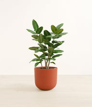 Load image into Gallery viewer, Earth Red*****Profile