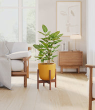 Load image into Gallery viewer, -