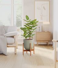 Load image into Gallery viewer, -