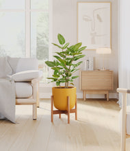 Load image into Gallery viewer, -