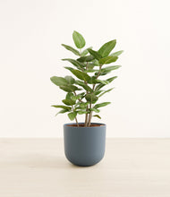 Load image into Gallery viewer, -