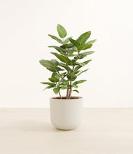 Load image into Gallery viewer, -