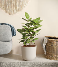 Load image into Gallery viewer, -