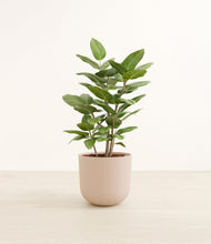 Load image into Gallery viewer, -