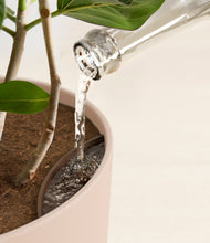 Load image into Gallery viewer, Sandy Pink stand:all