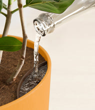 Load image into Gallery viewer, Sunset Orange stand:all