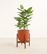 Load image into Gallery viewer, -