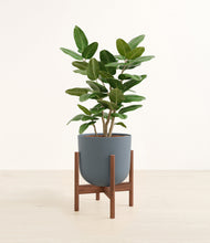 Load image into Gallery viewer, Iron Gray stand:walnut