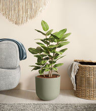 Load image into Gallery viewer, -