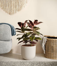 Load image into Gallery viewer, Natural Bamboo