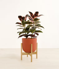 Load image into Gallery viewer, Earth Red stand:bamboo