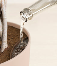 Load image into Gallery viewer, Sandy Pink stand:all