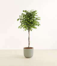 Load image into Gallery viewer, Sage Green