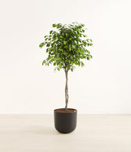 Load image into Gallery viewer, Stone Black