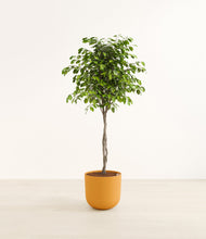 Load image into Gallery viewer, Sunset Orange