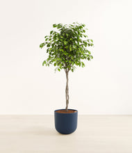 Load image into Gallery viewer, -