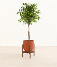 Load image into Gallery viewer, Earth Red stand:walnut