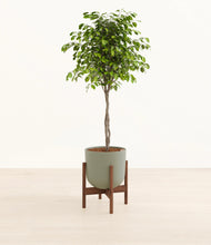 Load image into Gallery viewer, Sage Green stand:walnut