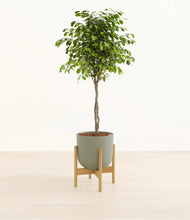 Load image into Gallery viewer, Sage Green stand:bamboo