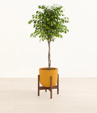 Load image into Gallery viewer, Sunset Orange stand:walnut