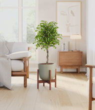 Load image into Gallery viewer, Sage Green stand:walnut