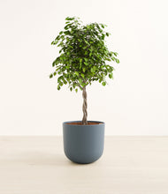 Load image into Gallery viewer, Ficus Benjamina