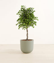 Load image into Gallery viewer, Sage Green