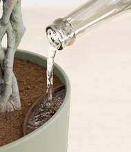 Load image into Gallery viewer, Sage Green stand:all