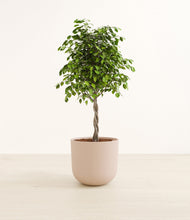 Load image into Gallery viewer, Sandy Pink