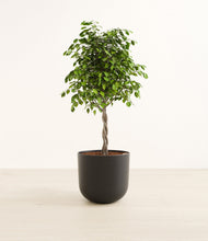 Load image into Gallery viewer, Stone Black