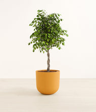 Load image into Gallery viewer, Sunset Orange