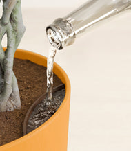 Load image into Gallery viewer, Ficus Benjamina