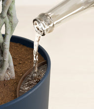 Load image into Gallery viewer, Ficus Benjamina