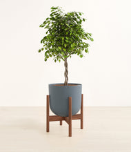 Load image into Gallery viewer, Iron Gray stand:walnut