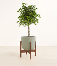 Load image into Gallery viewer, Sage Green stand:walnut