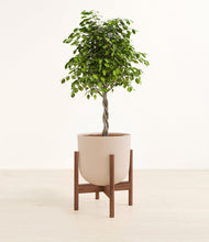 Load image into Gallery viewer, Sandy Pink stand:walnut