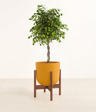 Load image into Gallery viewer, Sunset Orange stand:walnut