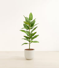 Load image into Gallery viewer, Natural Bamboo*****Profile