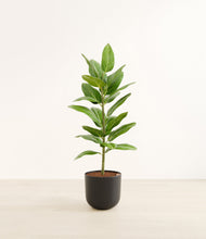 Load image into Gallery viewer, Stone Black*****Profile