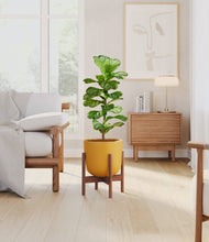 Load image into Gallery viewer, Sunset Orange stand:walnut