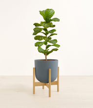 Load image into Gallery viewer, Iron Gray stand:bamboo